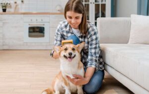 Clean home with pets in Seattle maintained by BBK Cleaners using safe pet-friendly products.